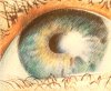 Eye Study created 1994