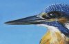 Kingfisher (Close Up)
