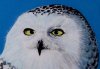 Snowy Owl (Close Up)