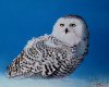 Snowy Owl created 2006
