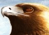 Golden Eagle 2 (Close Up)