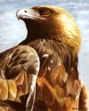 Golden Eagle 2 created 1987