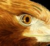 Golden Eagle (Close Up)