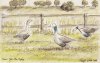 Orchard Geese created 2004