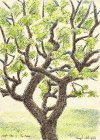 Apple Tree created 2003