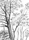 Tree Sketch created 2002